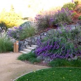 Stone-wall-with-grasses-Mex-sage